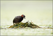 'rauf auf's Nest... Zwergtaucher  *Tachybaptus ruficollis * klettert auf sein Nest