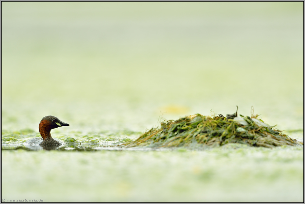 Nestbau... Zwergtaucher *Tachybaptus ruficollis *