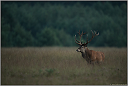 in der Dämmerung... Rothirsch *Cervus elaphus* im hohen Gras einer Wildwiese