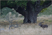 unter mächtigen Eichen... Rothirsch *Cervus elaphus *, Brunftbeginn im September