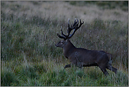 edler Recke... Rothirsch *Cervus elaphus* in der fortgeschrittenen Dämmerung