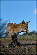 Anspannung... Rotfuchs *Vulpes vulpes* aus der Mäuseperspektive