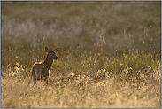 von Mücken umtanzt... Hirschkuh *Cervus elaphus*, Rottier im abendlichen Gegenlicht