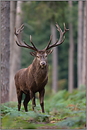 eindrucksvoll... Rothirsch *Cervus elaphus* König des Waldes, kapitaler Hirsch