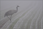 dichter Nebel über den Feldern... Grauer Kranich *Grus grus* während der Kranichrast