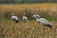 auf dem Maisacker... Grauer Kranich *Grus grus* während der Rast auf dem Weg ins Winterquartier