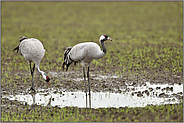 an der Wasserstelle... Grauer Kranich *Grus grus*