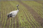 aufmerksam beobachtend... Grauer Kranich *Grus grus* im Wintergetreide