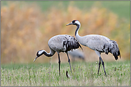 vielleicht ein Paar... Grauer Kranich *Grus grus* bei der Rast auf dem Herbstzug