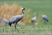 Schönheit... Grauer Kranich *Grus grus* bei der Rast in den Wiesen