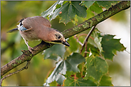 neugierig... Eichelhäher *Garrulus glandarius*