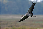 Flugaufnahme.. Grauer Kranich *Grus grus*  überfliegt nasse Wiesen