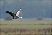 Herbstzeit ist Kranichzeit... Grauer Kranich *Grus grus* im Flug über Felder und Wiesen