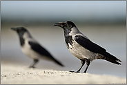 im Doppelpack... Nebelkrähe *Corvus cornix* am Strand der Ostsee