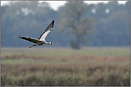 im Überflug... Grauer Kranich *Grus grus* im Flug über nasse Wiesen