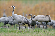 jung und alt... Grauer Kranich *Grus grus* bei der Rast in den Wiesen