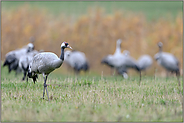 Kranichrast...  Grauer Kranich *Grus grus* auf einer nassfeuchten Wiese