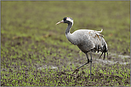 rote Kopfplatte... Grauer Kranich *Grus grus* im Wintergetreide