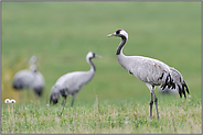 auf grüner Wiese... Grauer Kranich *Grus grus*