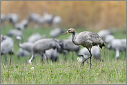 ein Jungvogel... Grauer Kranich *Grus grus* während der Kranichrast in Mecklenburg-Vorpommern