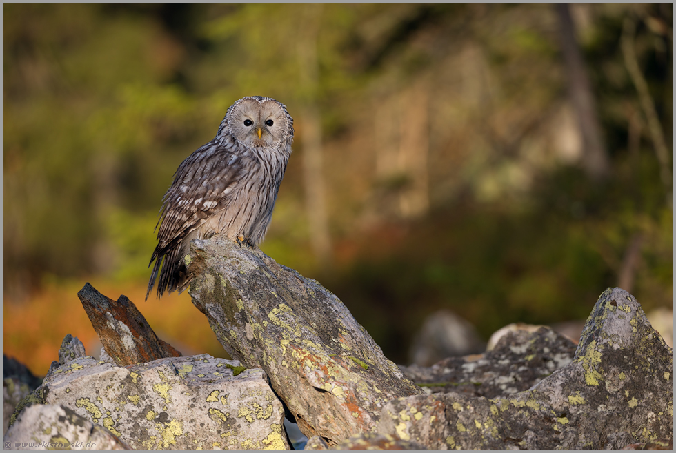 erste Sonnenstrahlen... Habichtskauz *Strix uralensis* bei Sonnenaufgang auf exponierter Sitzwarte