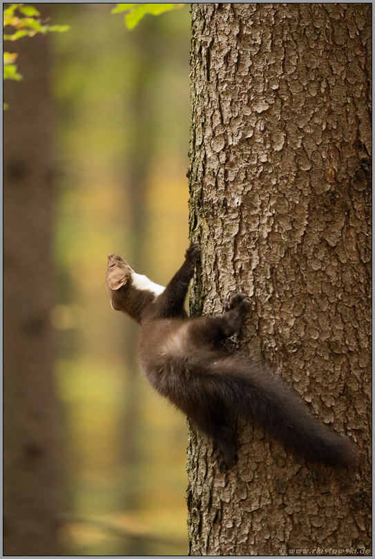 wieselflink... Steinmarder *Martes foina* klettert einen Baumstamm hoch