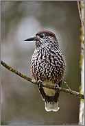 aufmerksam beobachtend... Tannenhäher *Nucifraga caryocatactes * auf natürlichem Ansitz im Wald