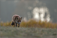 in der Dämmerung... Rotfuchs *Vulpes vulpes* in leichtem Trab