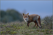 Kehrtwendung... Rotfuchs *Vulpes vulpes* auf einer Anhöhe zur blauen Stunde