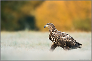 kräftige Schritte... Seeadler *Haliaeetus albicilla* läuft auf frostigem Boden über eine Wiese