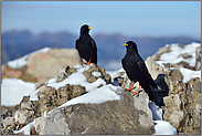 in der Gipfelregion... Alpendohlen *Pyrrhocorax graculus* im ersten Schnee des Jahres