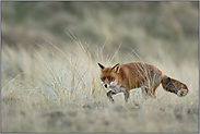 auf der Mäusejagd... Rotfuchs *Vulpes vulpes* unterwegs