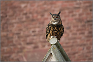 auf dem Giebel... Europäischer Uhu *Bubo bubo* mitten in der Stadt