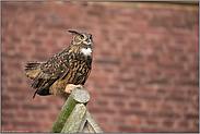 Herbstbalz... Europäischer Uhu *Bubo bubo* balzt auf dem Giebel einer Kirche