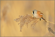 auf einem Schilfhalm sitzend... Bartmeise  *Panurus biarmicus * frisst von den Samen einer Schilfrispe