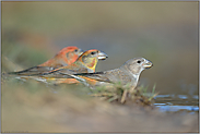 seltene Gäste aus dem hohen Norden... Kiefernkreuzschnabel *Loxia pytyopsittacus *, Weibchen mit zwei Männchen