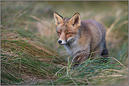 konzentriert... Rotfuchs *Vulpes vulpes* unterwegs im hohen Gras