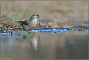 ein Grashalm... Kiefernkreuzschnabel *Loxia pytyopsittacus *, junges Männchen trinkt an einer natürlichen Wasserstelle