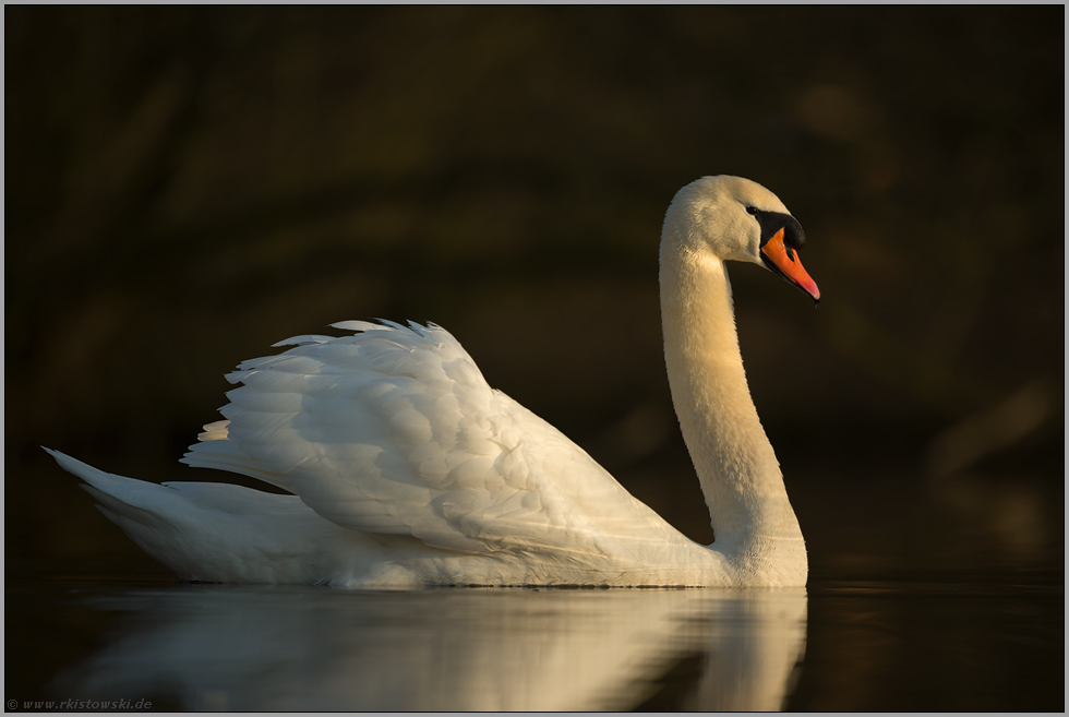 schönes Licht... Höckerschwan *Cygnus olor* im späten Winter