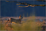 in hohen Sprüngen... Rehbock *Capreolus capreolus* im Winter bei frostigen Temperaturen