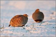 Abendlicht... Rebühner *Perdix perdix*, Pärchen im Schnee