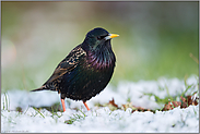 misstrauisch... Star *Sturnus vulgaris* im Schnee