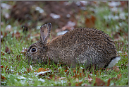 bei der Äsung... Wildkaninchen *Oryctolagus cuniculus* im (schnee-)nassen Gras