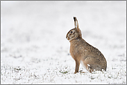 hab' acht... Feldhase *Lepus europaeus* im Schnee