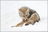 Fellpflege... Kojote *Canis latrans* leckt sich die Pfoten und das Fell