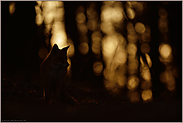 geheimnisvoll... Rotfuchs *Vulpes vulpes* Silhouette im Wald