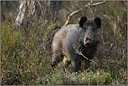 Borstenvieh... Wildschwein *Sus scrofa* im Gestrüpp