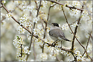 im Weissdorn... Mönchsgrasmücke *Sylvia atricapilla* im Frühling