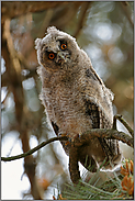 welch' ein Blick... Waldohreule *Asio otus*, Jungvogel, Ästling