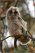 mit großen orangefarbenen Augen... Waldohreule *Asio otus*, Ästling ( junge Eule )